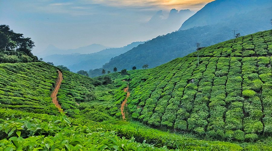 Tea Garden Munnar