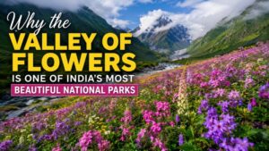 Valley of Flowers National Park