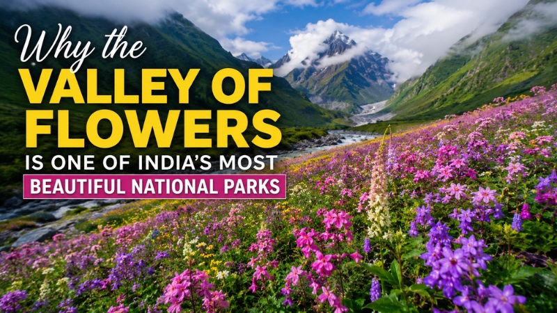 Valley of Flowers National Park